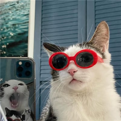 สิงโต ปราชญา avatar